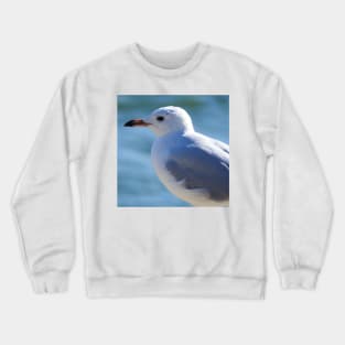 Silver Gull Crewneck Sweatshirt